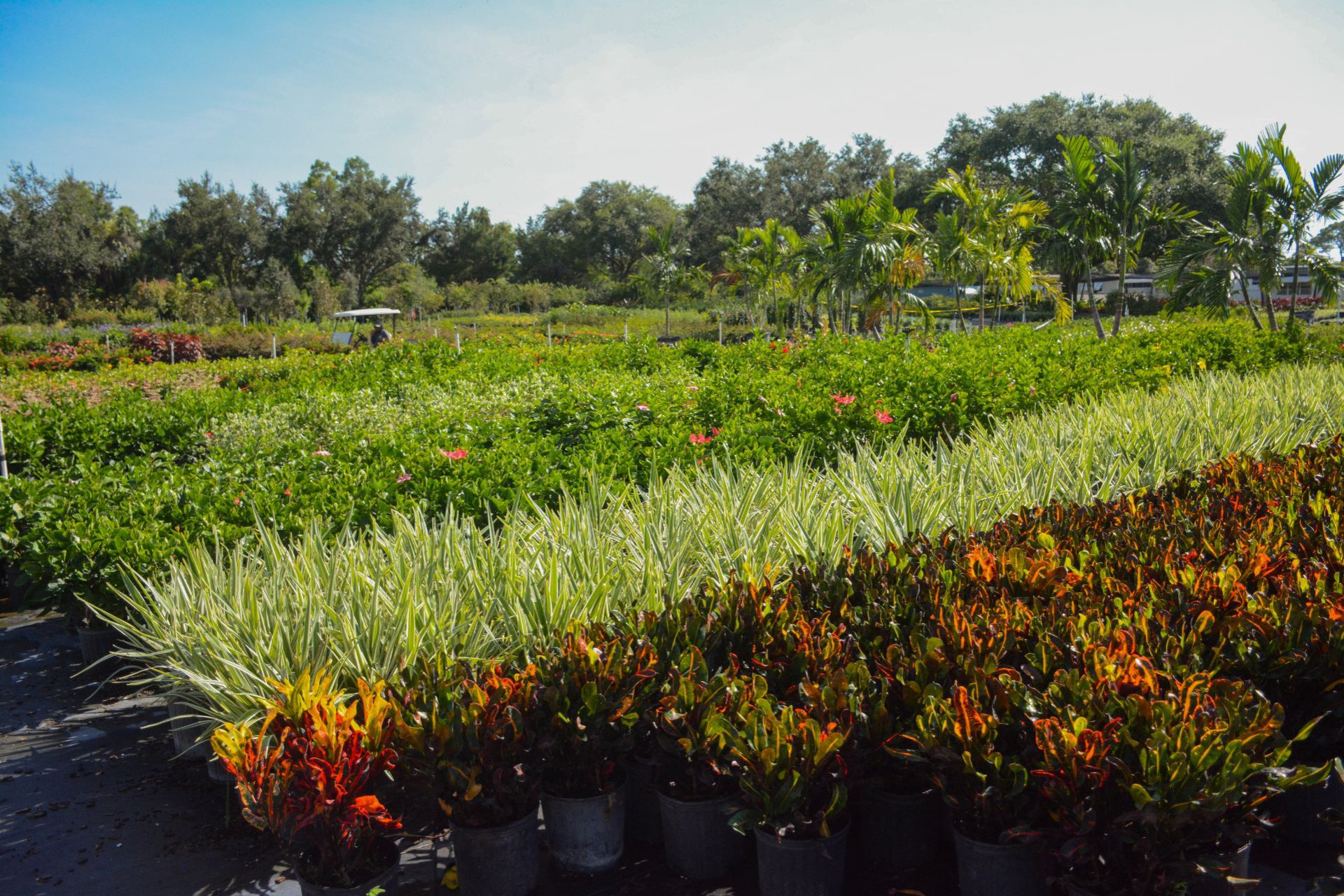 Golden Rain Nursery photo 1 in St Petersburg